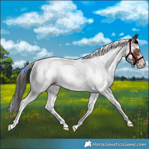 Horse Color:Gray White Spotted Amber Champagne