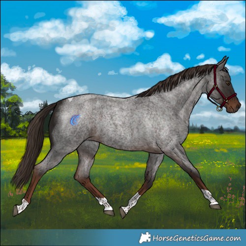 Horse Color:Liver Red Roan Tobiano