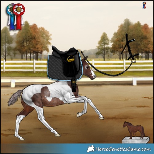 Horse Color:Gray Chocolate Brown Tobiano Rabicano and Gray Chocolate Brown Tobiano Rabicano