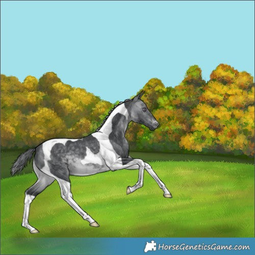 Horse Color:Brown Chinchilla Tobiano