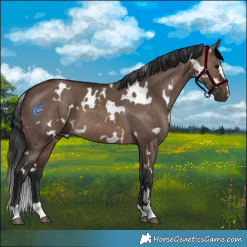 Horse Color:White Spotted Brown Dun