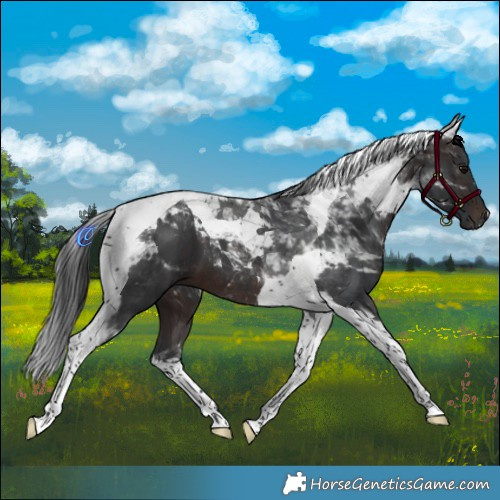 Horse Color:Brown Tobiano 