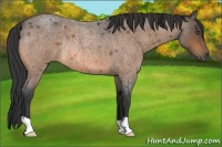 Horse Color:Buckskin Roan Rabicano