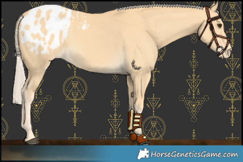 Horse Color:Palomino Blanket