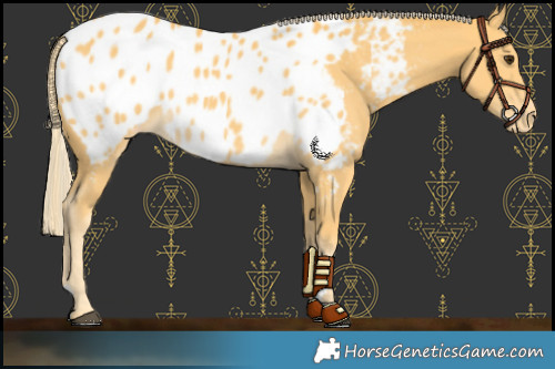 Horse Color:Palomino Blanket
