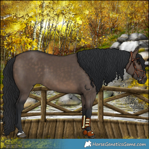 Horse Color:Brown Dun