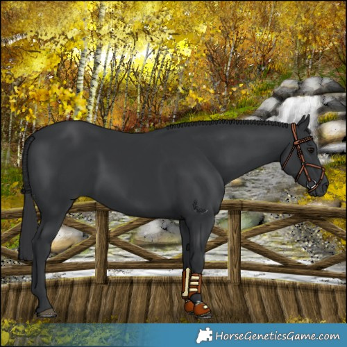 Horse Color:Black 
