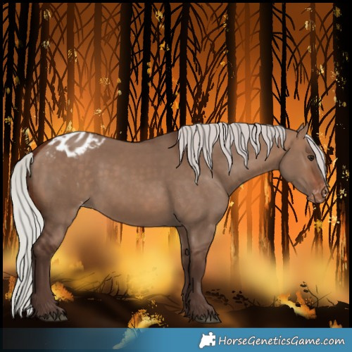 Horse Color:Silver Brown Dun Blanket 