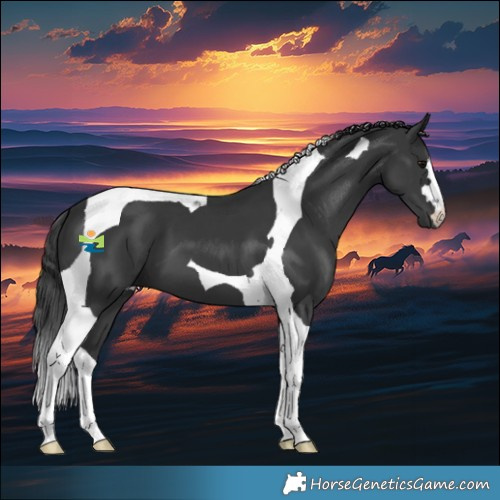 Horse Color:Black Tobiano 