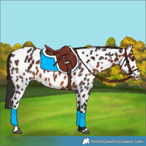 Horse Color:Brown Near Leopard 