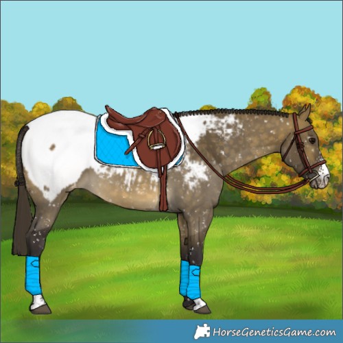 Horse Color:Buckskin Dun Sabino Snowcap 