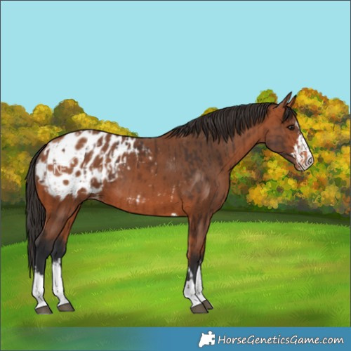 Horse Color:Bay Blanket and Bay Blanket