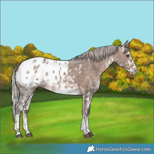 Horse Color:White Spotted Silver Brown Ice Dun Mushroom Sabino Blanket Rabicano