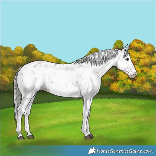 Horse Color:Liver Chestnut Mushroom Sabino Varnish Rabicano 
