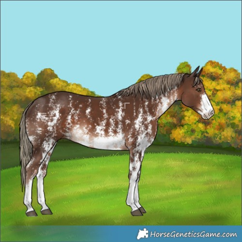 Horse Color:Liver Chestnut Mushroom Sabino 