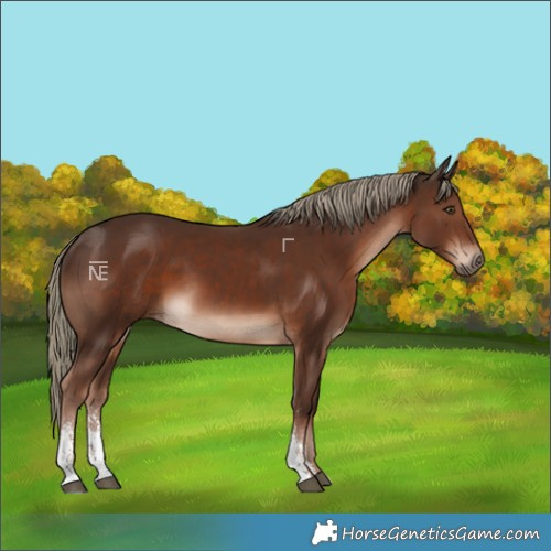 Horse Color:Liver Chestnut Mushroom Sabino 