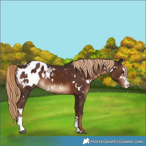 Horse Color:White Spotted Liver Chestnut Sabino Blanket 