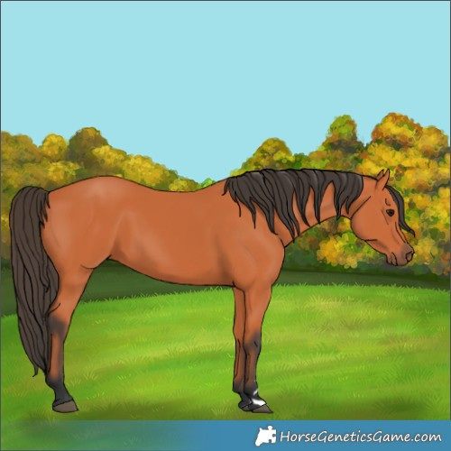 Horse Color:Bay 