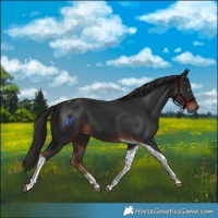 Horse Color:Gray Liver Chestnut Tobiano