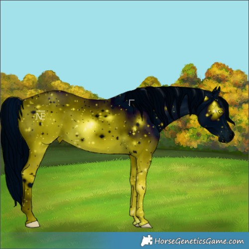 Horse Color:ERROR: UNKNOWN ANOMALY