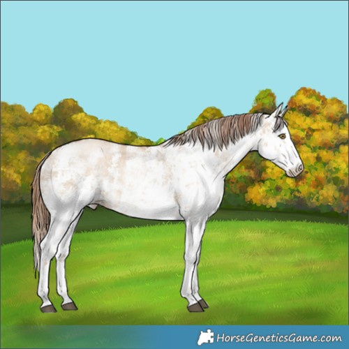 Horse Color:White Spotted Liver Red Dun Pearl Sabino