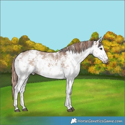 Horse Color:White Spotted Liver Red Dun Sabino 