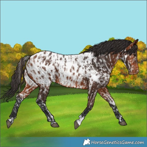 Horse Color:Bay Near Leopard and Bay Blanket