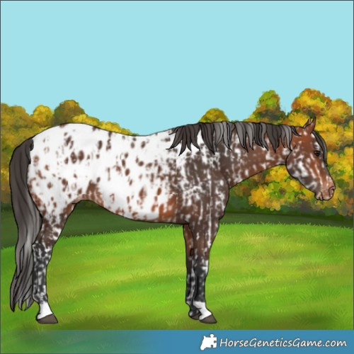Horse Color:Bay Leopard  and Bay Near Leopard 