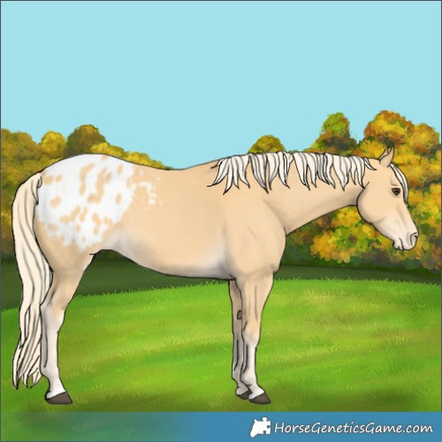Horse Color:Palomino Blanket 