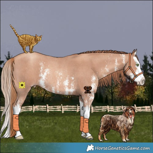 Horse Color:Gold Champagne Sabino Splash Rabicano 