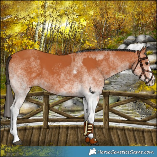 Horse Color:White Spotted Bay Splash  and White Spotted Bay Splash 