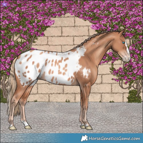 Horse Color:Gold Champagne Splash Blanket 