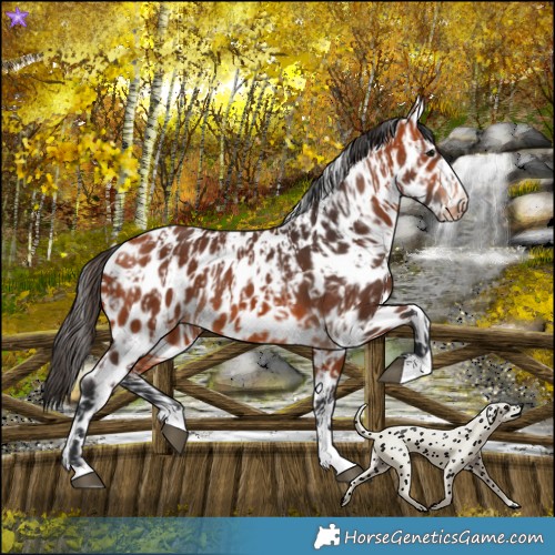 Horse Color:Bay Leopard and Bay Leopard