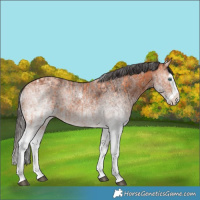 Horse Color:White Spotted Bay Splash  and White Spotted Bay Splash 