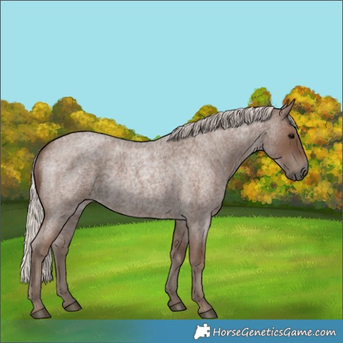 Horse Color:Silver Blue Roan 
