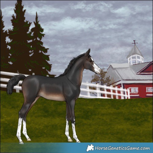 Horse Color:Brown 