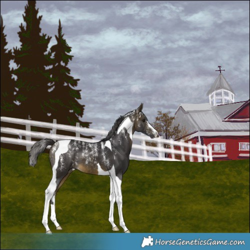 Horse Color:Powder White Buckskin Tobiano
