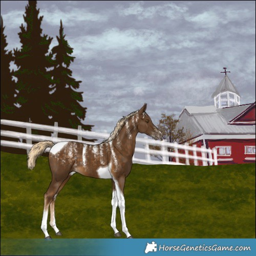 Horse Color:Powder White Chocolate Palomino Tobiano Varnish 