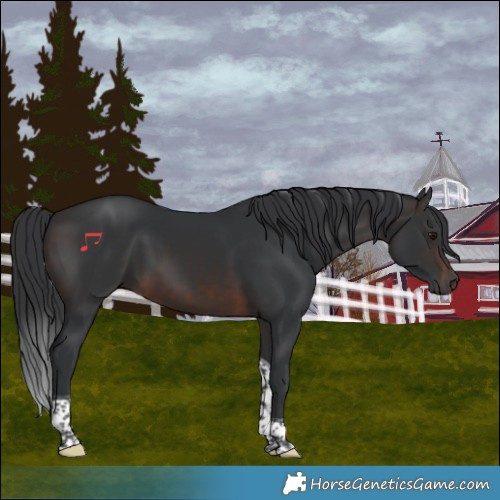 Horse Color:Brown Tobiano