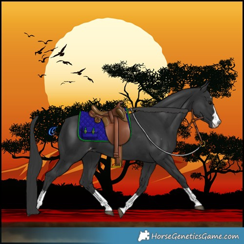 Horse Color:Black Varnish 
