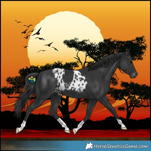 Horse Color:Black Skewed LP Spotted 