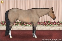 Horse Color:Bay Roan Dun