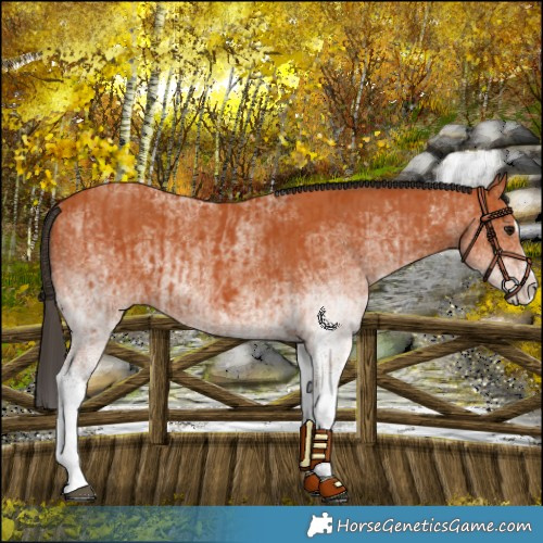 Horse Color:White Spotted Bay Splash  and White Spotted Bay Splash Rabicano 