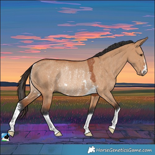 Horse Color:Bay Dun Rabicano