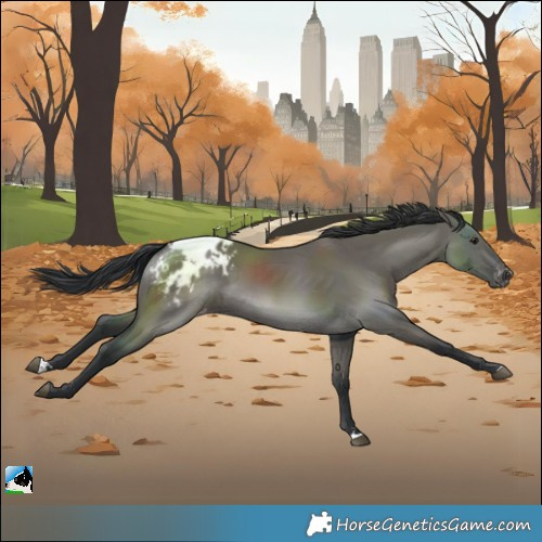 Horse Color:Grullo Blanket 
