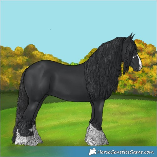 Horse Color:Black 