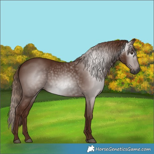 Horse Color:Gray Chestnut 