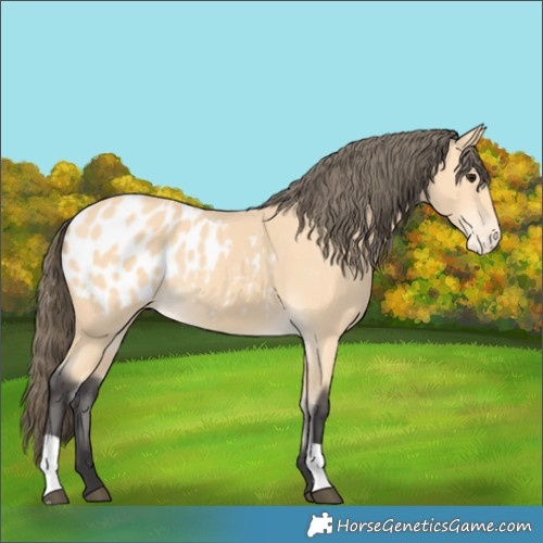 Horse Color:Buckskin Blanket
