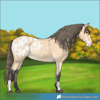 Horse Color:Buckskin Blanket