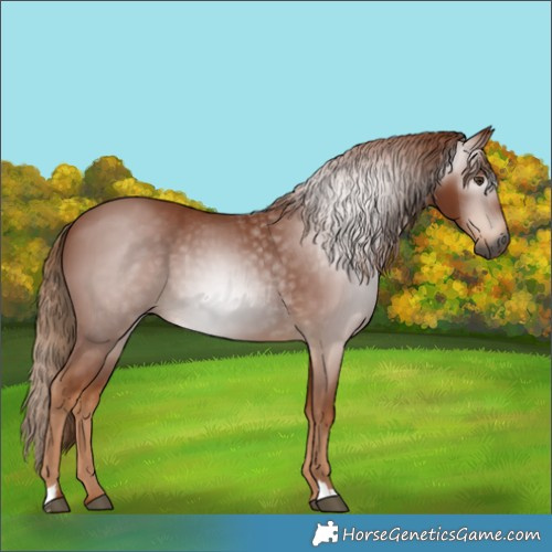 Horse Color:Gray Chestnut 